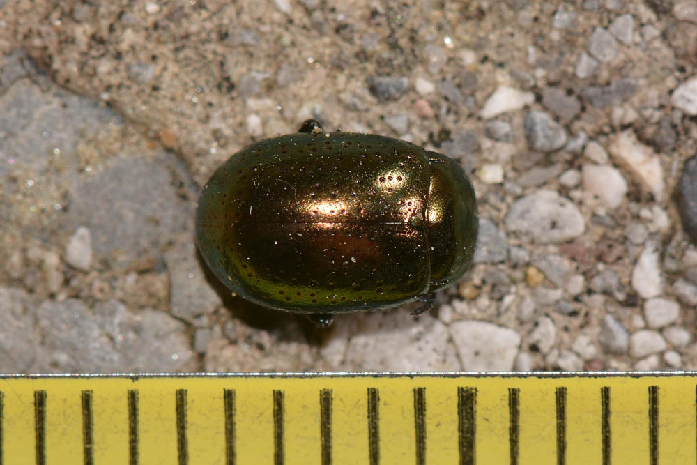 Chrysolina hyperici? S.